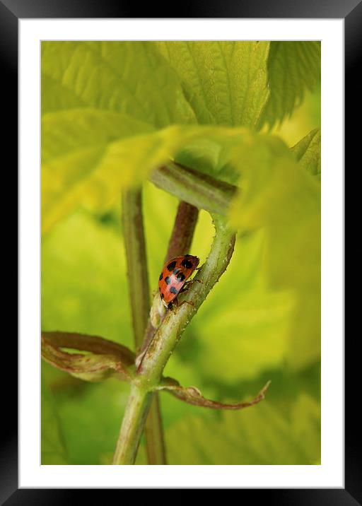  Harlequin ladybird Framed Mounted Print by Heather Newton