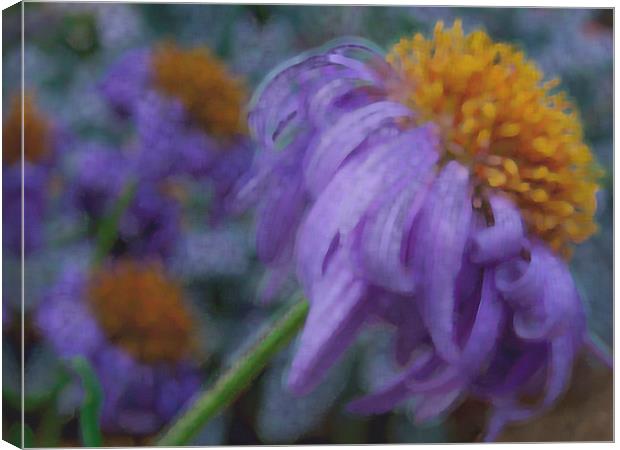 dreaming in purple Canvas Print by Heather Newton