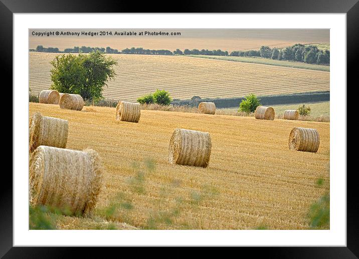  The Cornfield Framed Mounted Print by Anthony Hedger