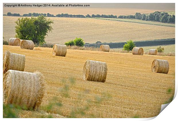  The Cornfield Print by Anthony Hedger