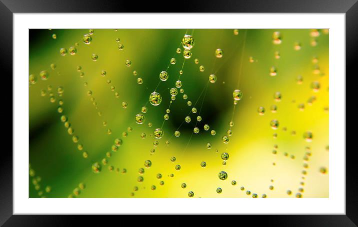  Spiders Shower Framed Mounted Print by Charlotte Moon