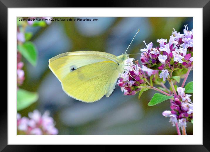  The ‘small white’ butterfly Framed Mounted Print by Frank Irwin