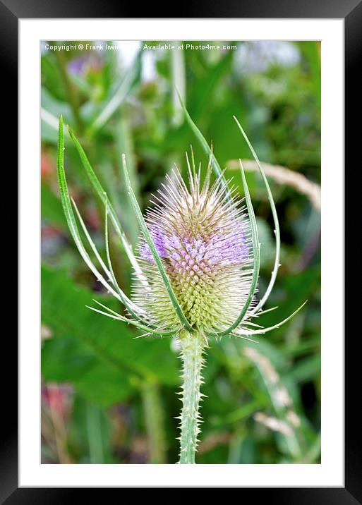  Common Purple Thistle  Framed Mounted Print by Frank Irwin