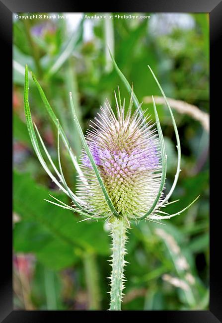  Common Purple Thistle  Framed Print by Frank Irwin