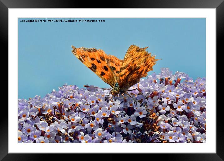  The Beautiful Comma butterfly Framed Mounted Print by Frank Irwin