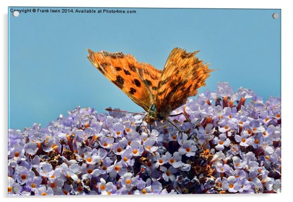  The Beautiful Comma butterfly Acrylic by Frank Irwin