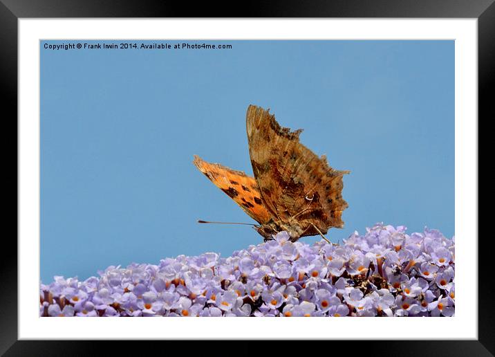 The Beautiful Comma butterfly Framed Mounted Print by Frank Irwin