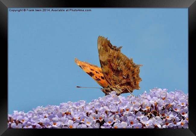 The Beautiful Comma butterfly Framed Print by Frank Irwin
