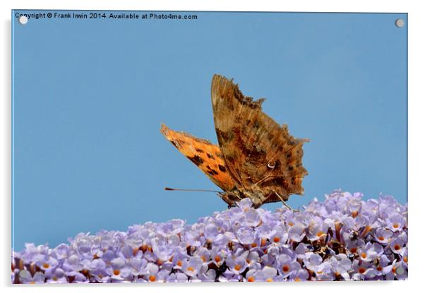The Beautiful Comma butterfly Acrylic by Frank Irwin
