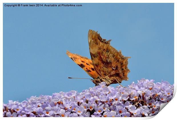 The Beautiful Comma butterfly Print by Frank Irwin