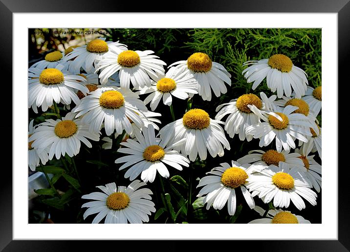  The Prolific Shasta daisy Framed Mounted Print by Frank Irwin
