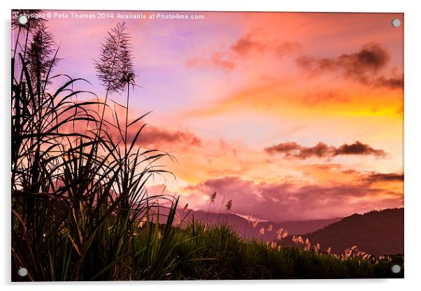 Sugar Cane in Far North Queensland Acrylic by Peta Thames