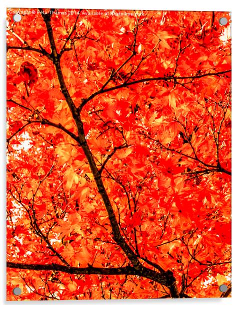 Mass of Maple Acrylic by Peta Thames