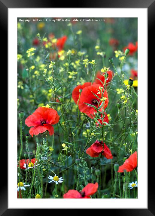  Summer Wild Flowers Framed Mounted Print by David Tinsley