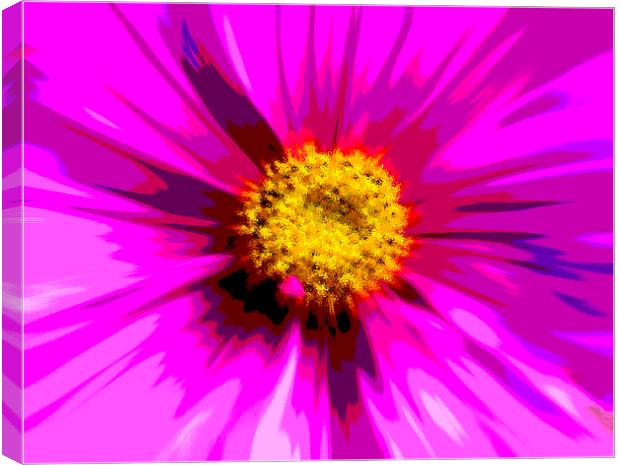  Flower Explosion Colour Canvas Print by David French