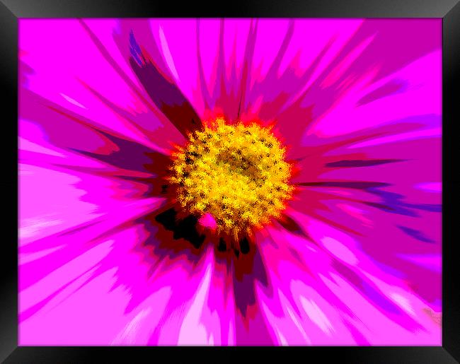  Flower Explosion Colour Framed Print by David French