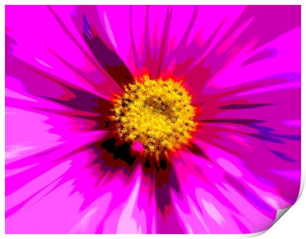  Flower Explosion Colour Print by David French