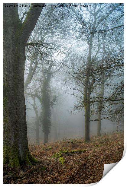  Misty Winters Morn Print by David Tinsley