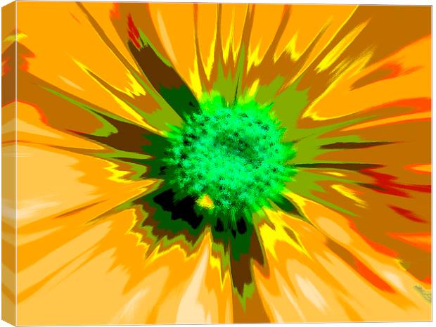  Flower Explosion Colour Canvas Print by David French