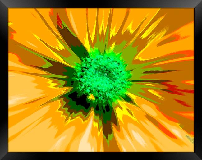  Flower Explosion Colour Framed Print by David French