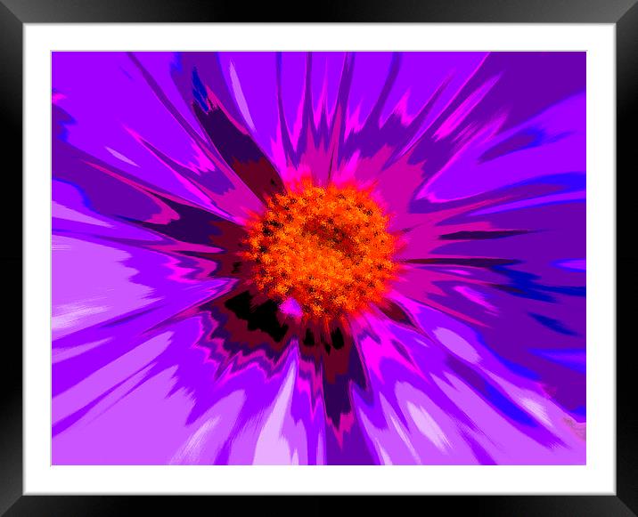  Flower Explosion Colour Framed Mounted Print by David French