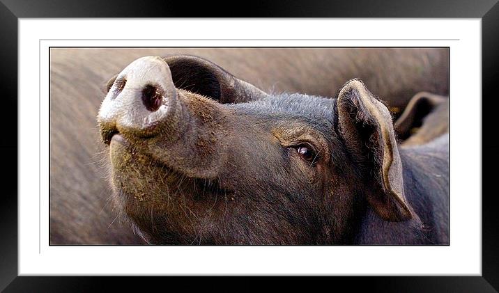  Happy as a pig in muck Framed Mounted Print by jane dickie