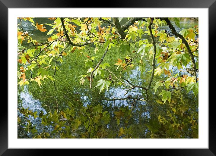 Reflected Leaves Framed Mounted Print by Alan Pickersgill
