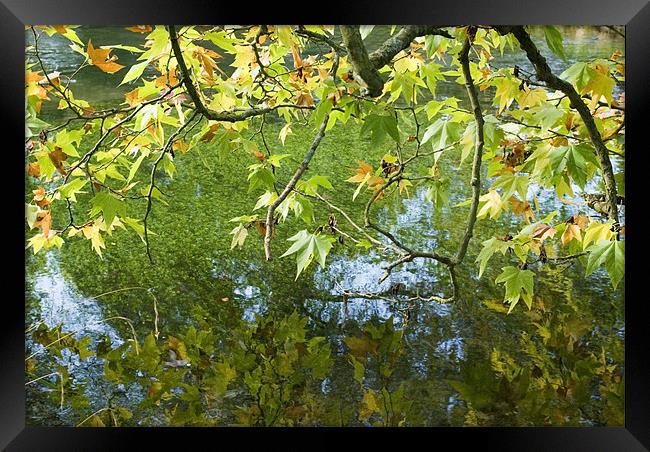 Reflected Leaves Framed Print by Alan Pickersgill