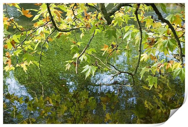 Reflected Leaves Print by Alan Pickersgill