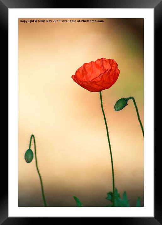 Poppy Framed Mounted Print by Chris Day