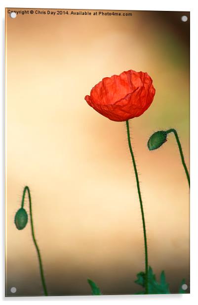 Poppy Acrylic by Chris Day