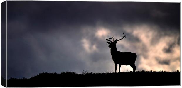  Stag silhouette Canvas Print by Macrae Images