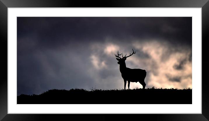  Stag silhouette Framed Mounted Print by Macrae Images