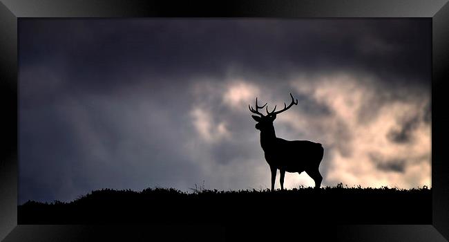  Stag silhouette Framed Print by Macrae Images