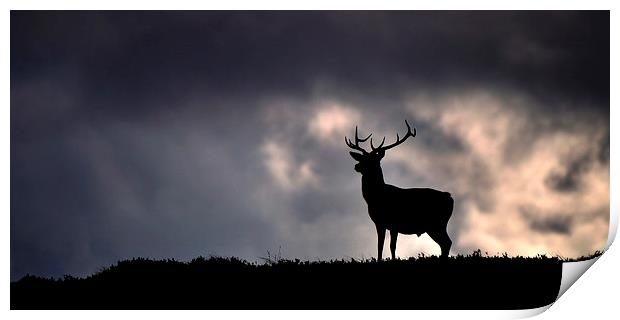  Stag silhouette Print by Macrae Images