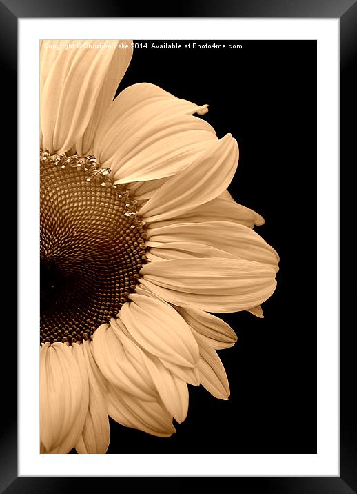 Peeping Sunflower  Framed Mounted Print by Christine Lake