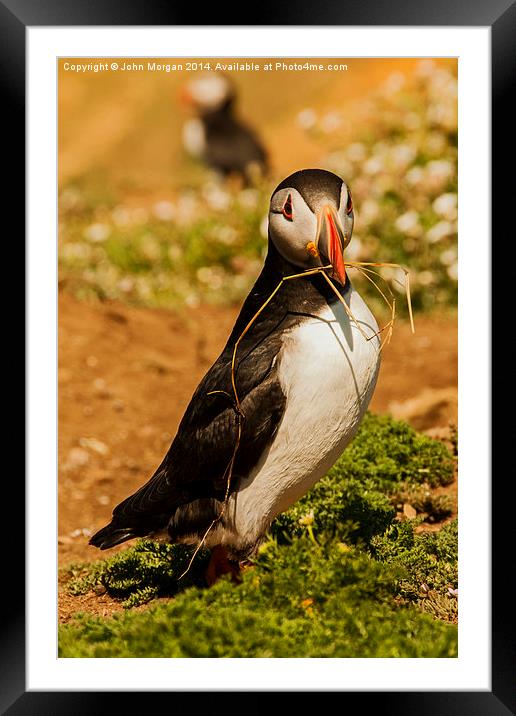  Nest Builder Framed Mounted Print by John Morgan