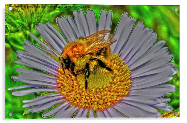  Bee on flower Acrylic by Mandy Rice