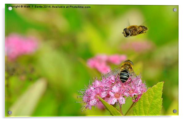  Hoverflies Acrylic by Mark  F Banks