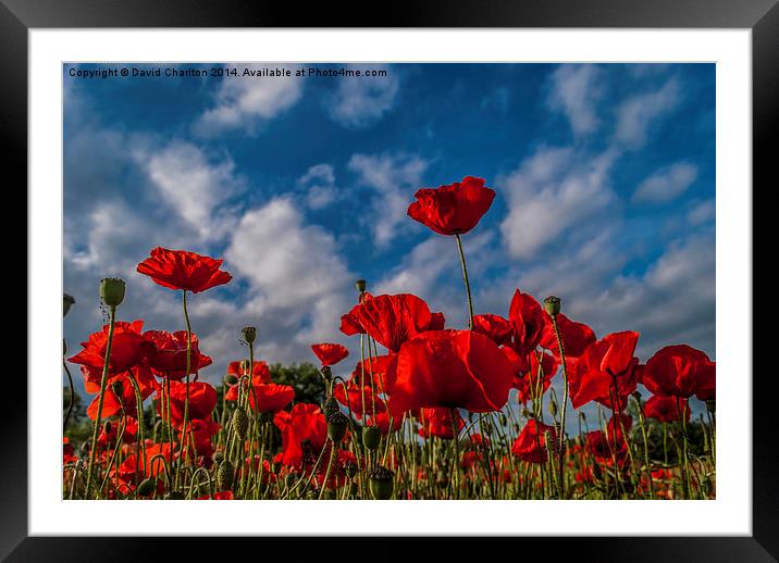  Poppies Framed Mounted Print by David Charlton