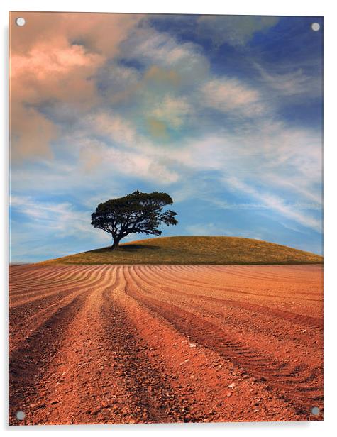  A solitary Tree on a hill near a Ploughed field Acrylic by Mal Bray