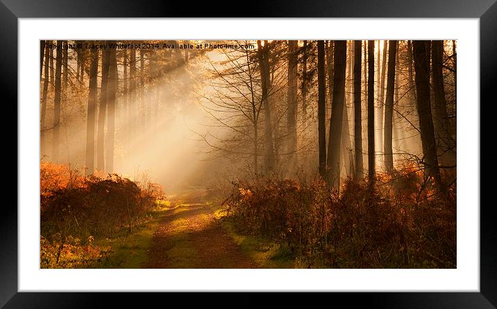Morning Light II Framed Mounted Print by Tracey Whitefoot