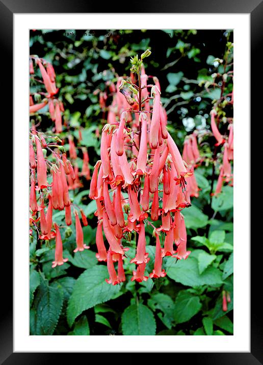  The Colourful Penstemon plant Framed Mounted Print by Frank Irwin