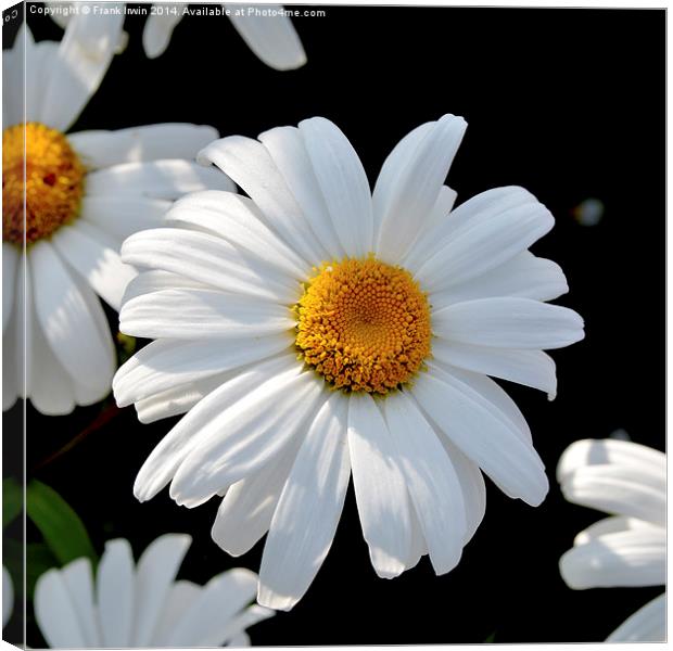  The Prolific Shasta daisy Canvas Print by Frank Irwin