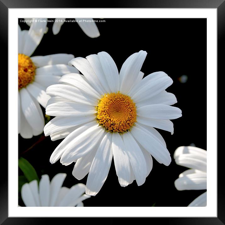  The Prolific Shasta daisy Framed Mounted Print by Frank Irwin