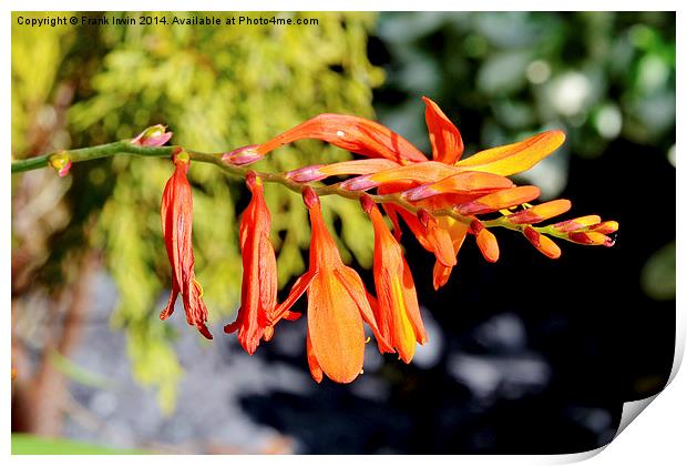  Colourful & Close-up Montbretia in all its glory Print by Frank Irwin