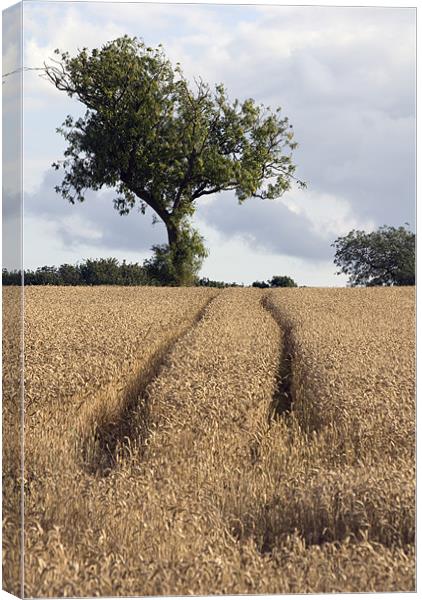 Tracks in the Corn Canvas Print by Nigel Walker