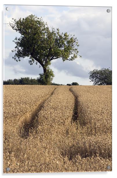 Tracks in the Corn Acrylic by Nigel Walker