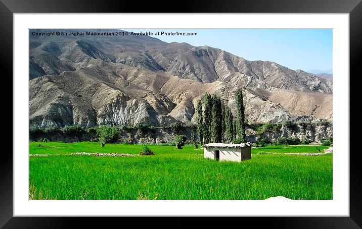 Wheat farm Framed Mounted Print by Ali asghar Mazinanian