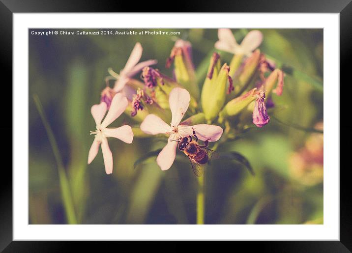  A bee on the flowers Framed Mounted Print by Chiara Cattaruzzi
